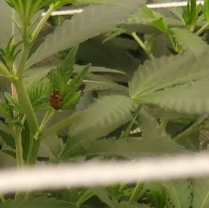 Meet your Posher, Timothy